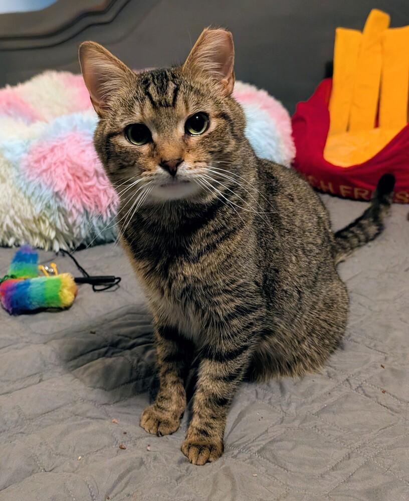 Schroeder, a Adoptable mixed breed in Springdale, PA image 2/6