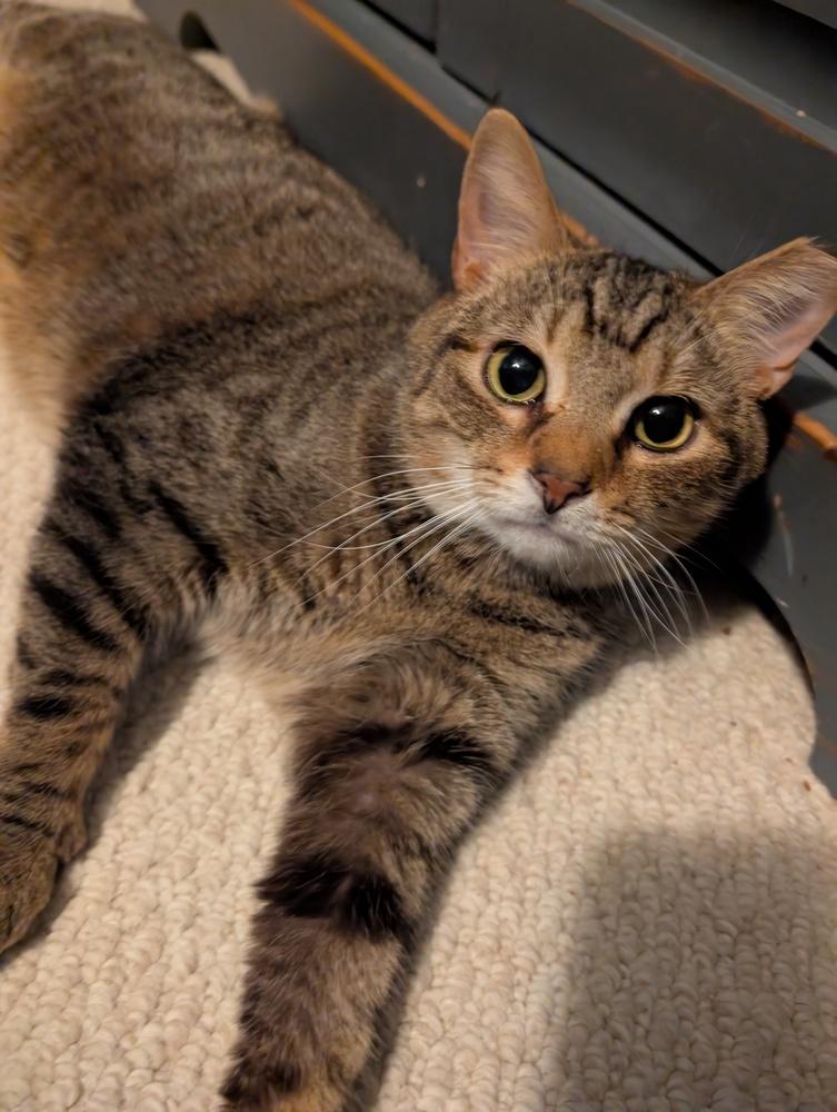 Enlarge Schroeder, a Adoptable mixed breed in Springdale, PA image 4/6