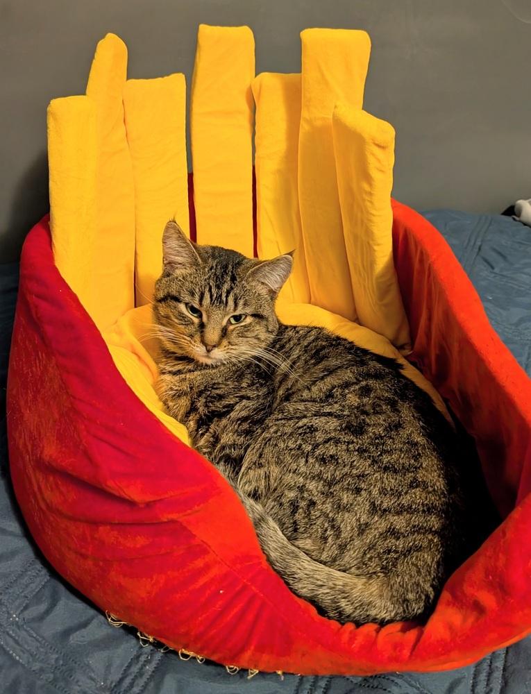 Enlarge Schroeder, a Adoptable mixed breed in Springdale, PA image 5/6