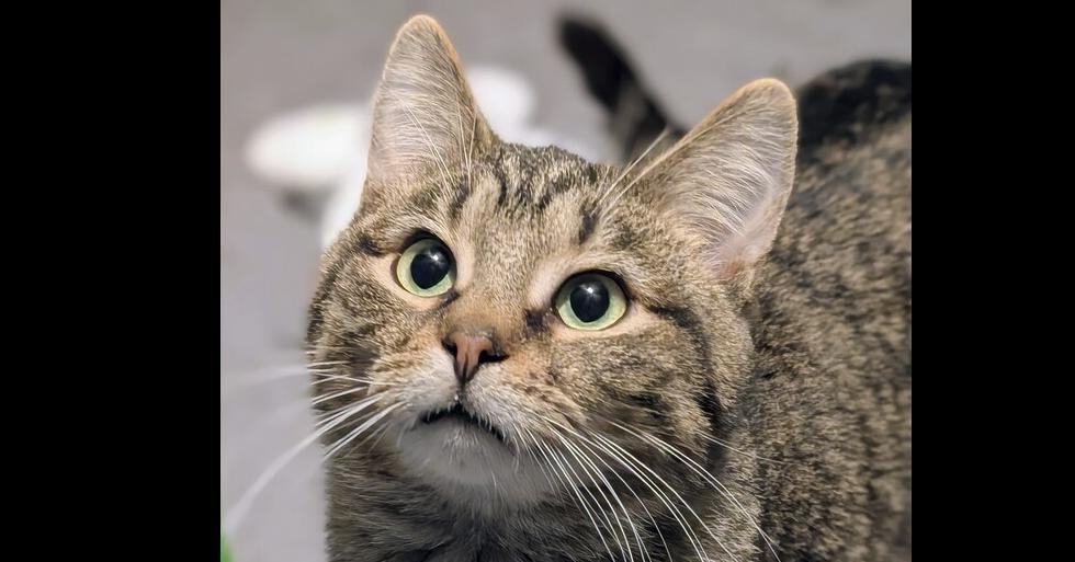 Schroeder, Adoptable, Young Male Domestic Short Hair & Tabby.