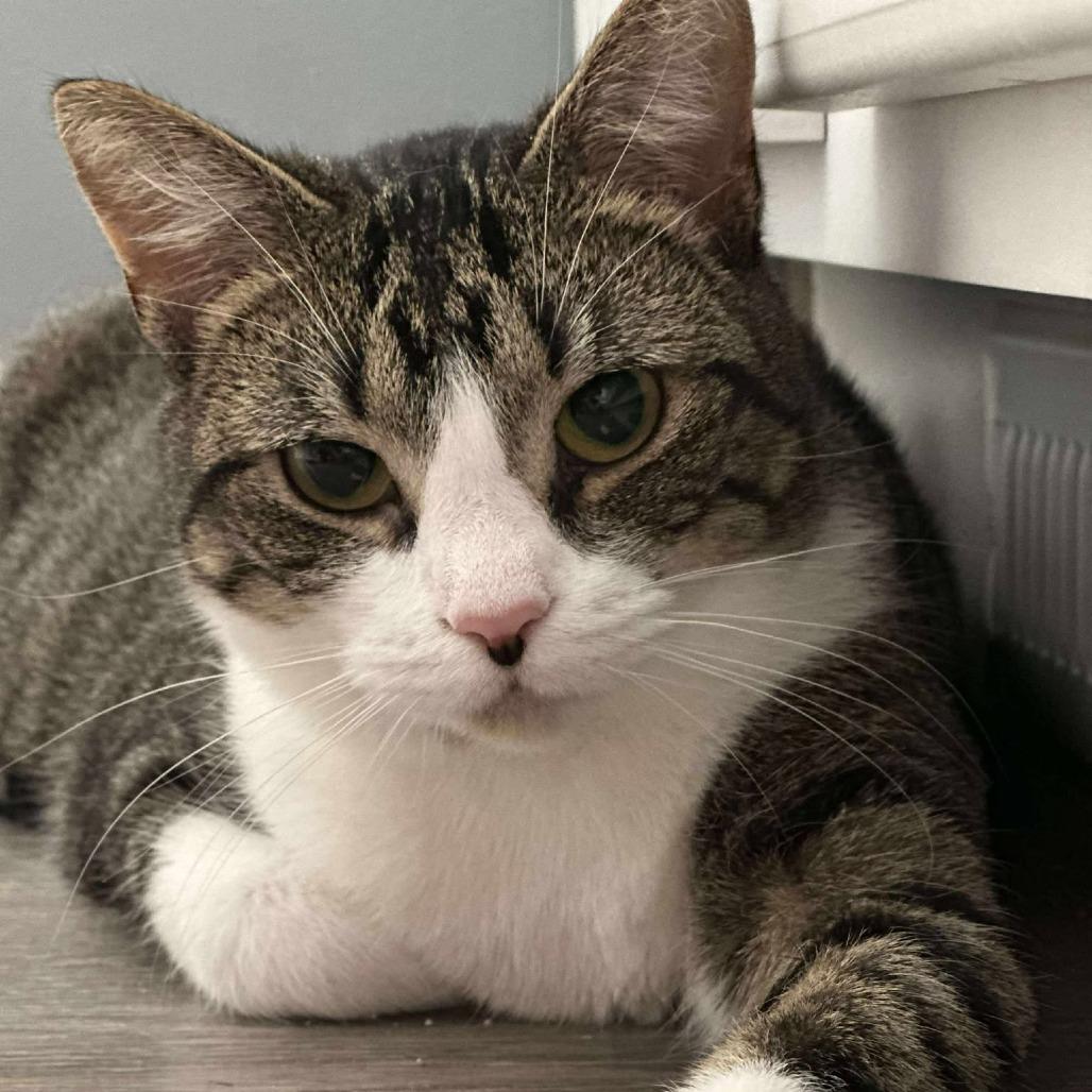 Glo, Adoptable, Young Female Domestic Long Hair.