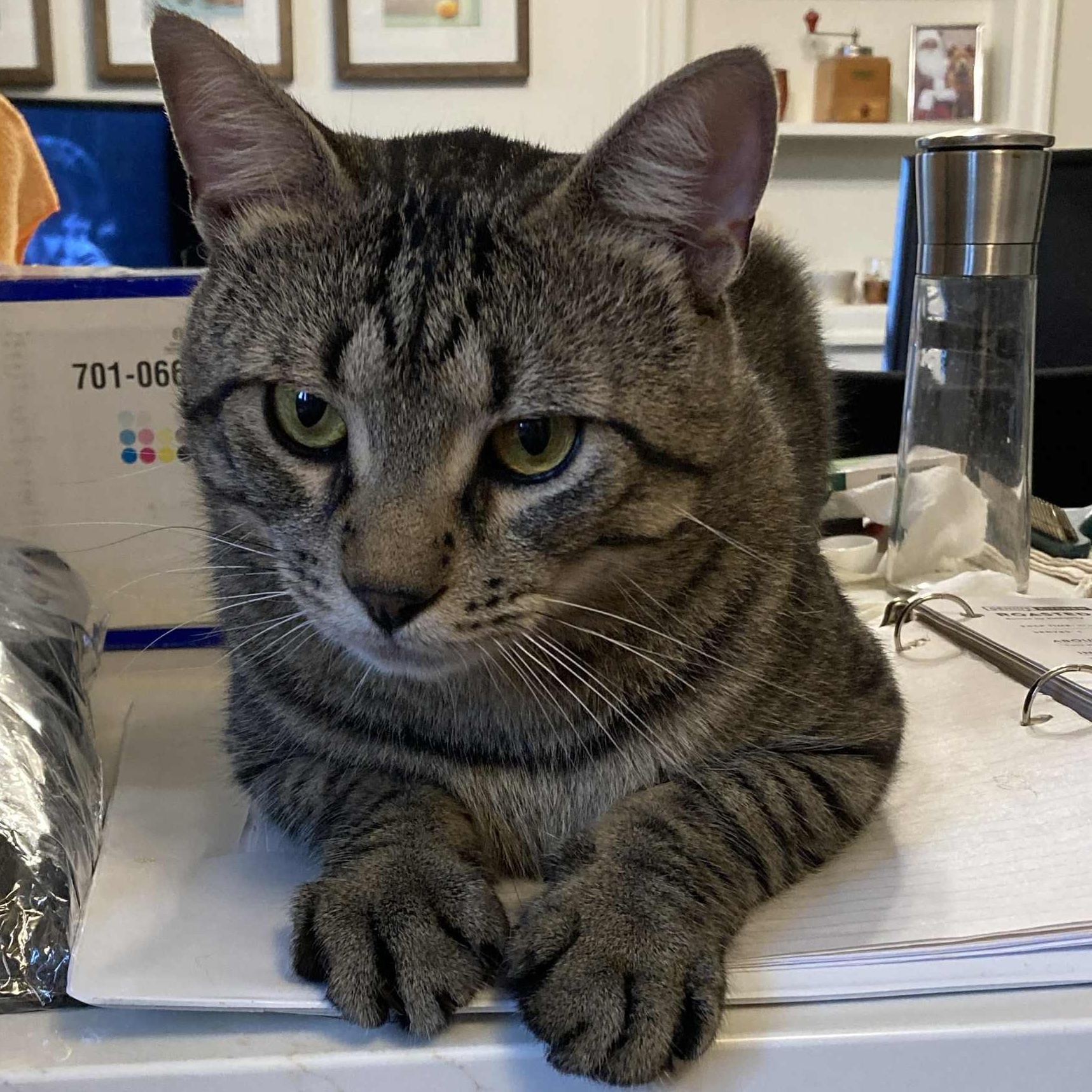 Clarence, an adoptable Domestic Short Hair in Ottawa, ON, K2H 7A3 | Photo Image 2