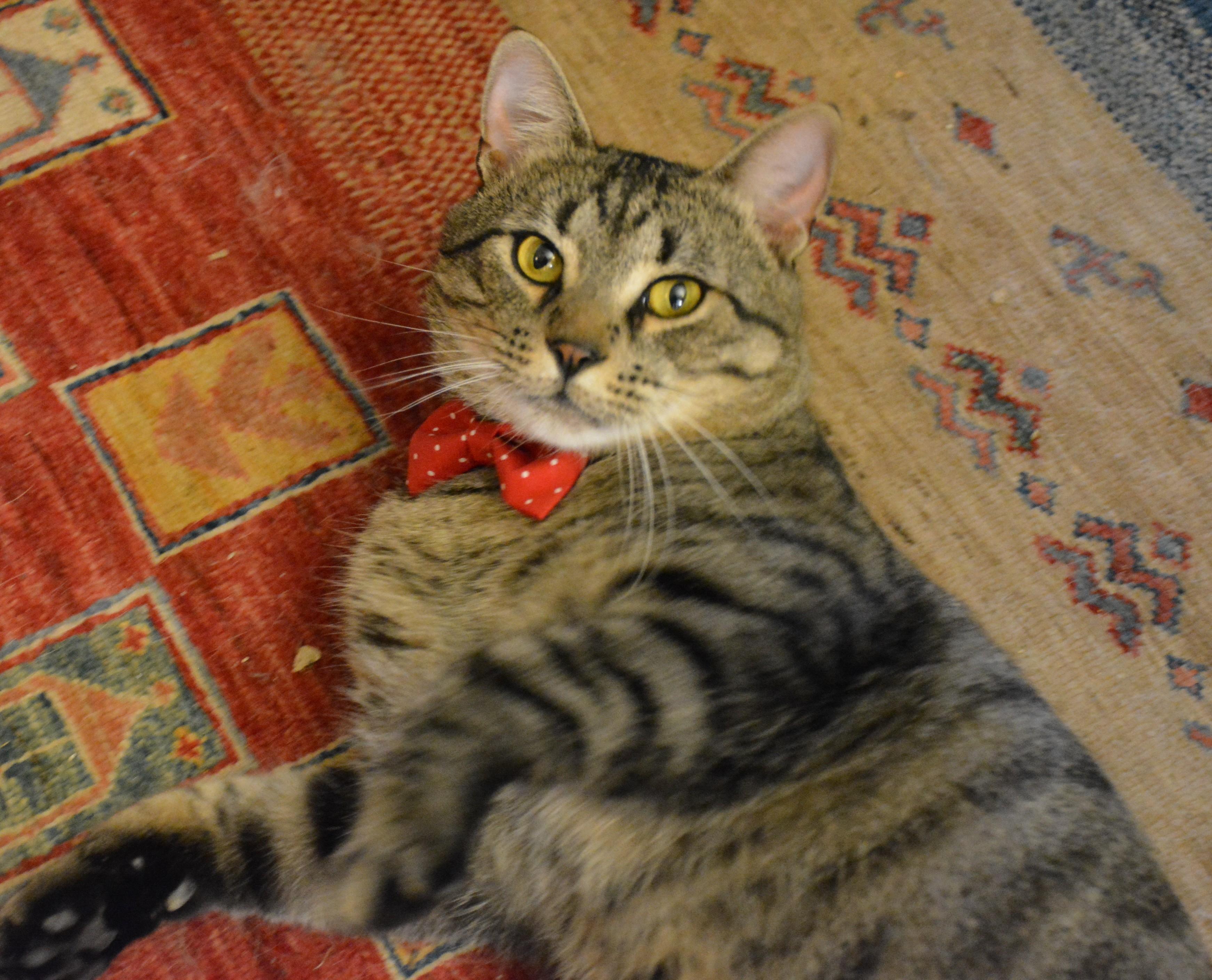 Clarence, a Adoptable Domestic Short Hair in Ottawa, ON image 1/6