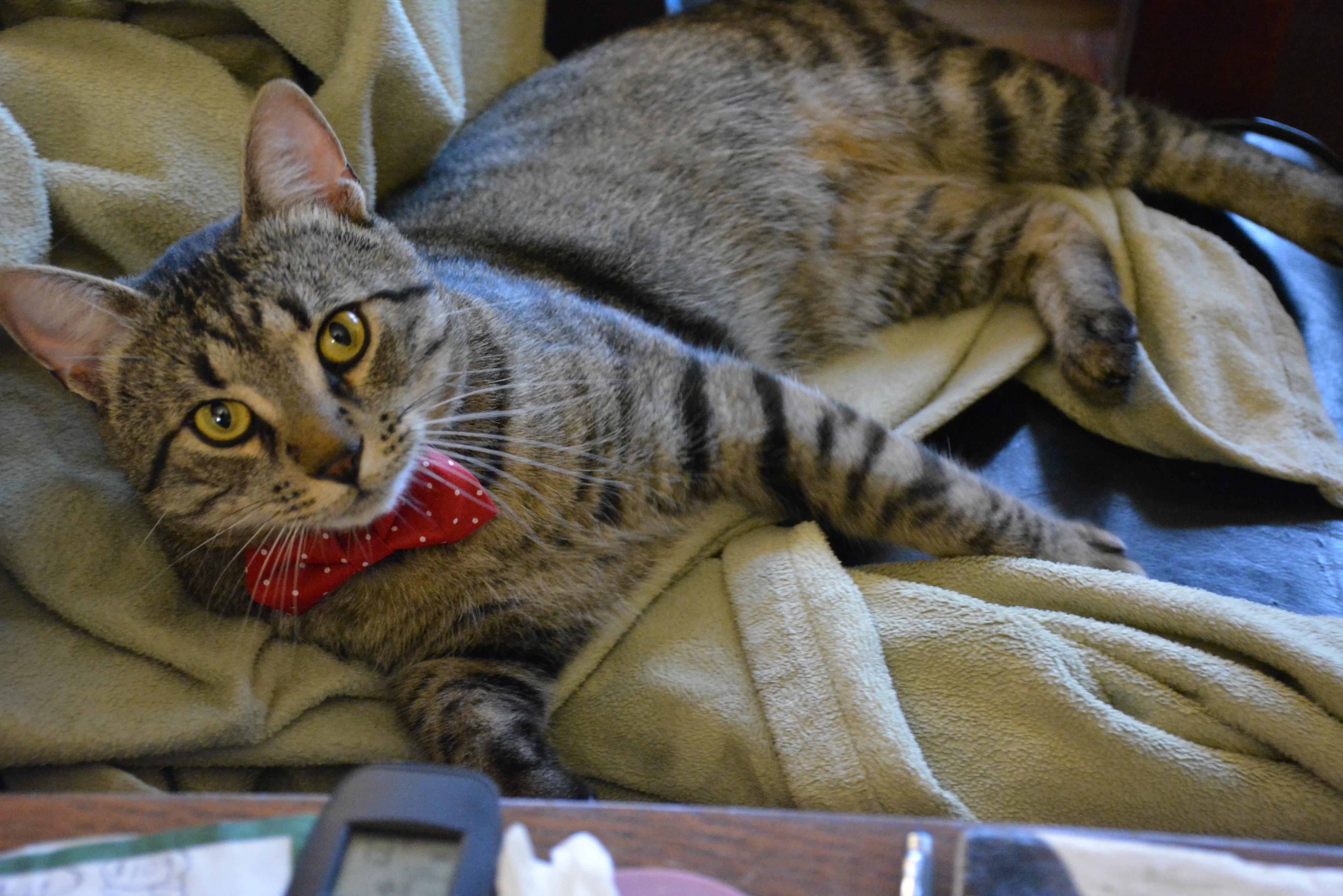 Clarence, a Adoptable Domestic Short Hair in Ottawa, ON image 4/6