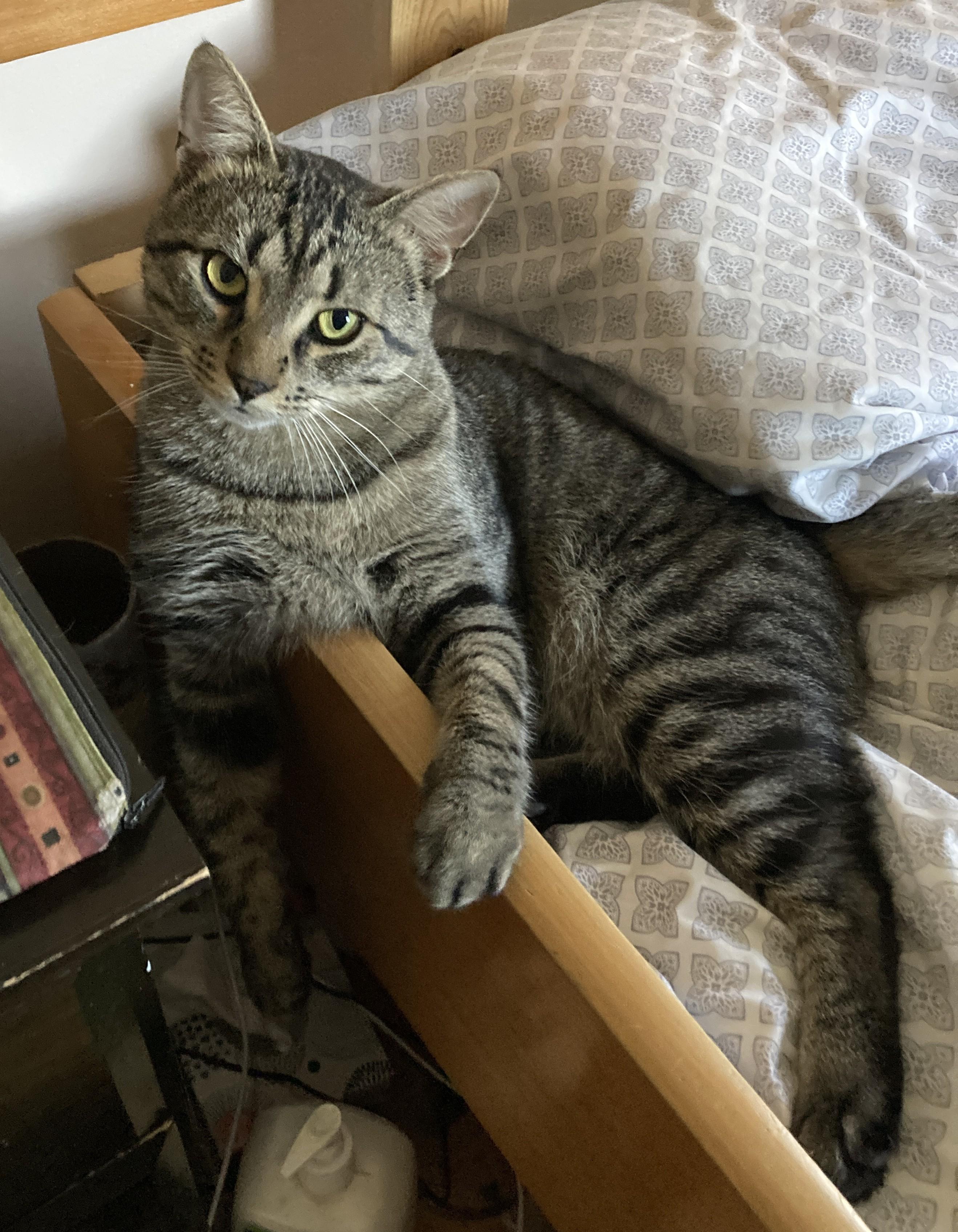 Clarence, an adoptable Domestic Short Hair in Ottawa, ON, K2H 7A3 | Photo Image 4