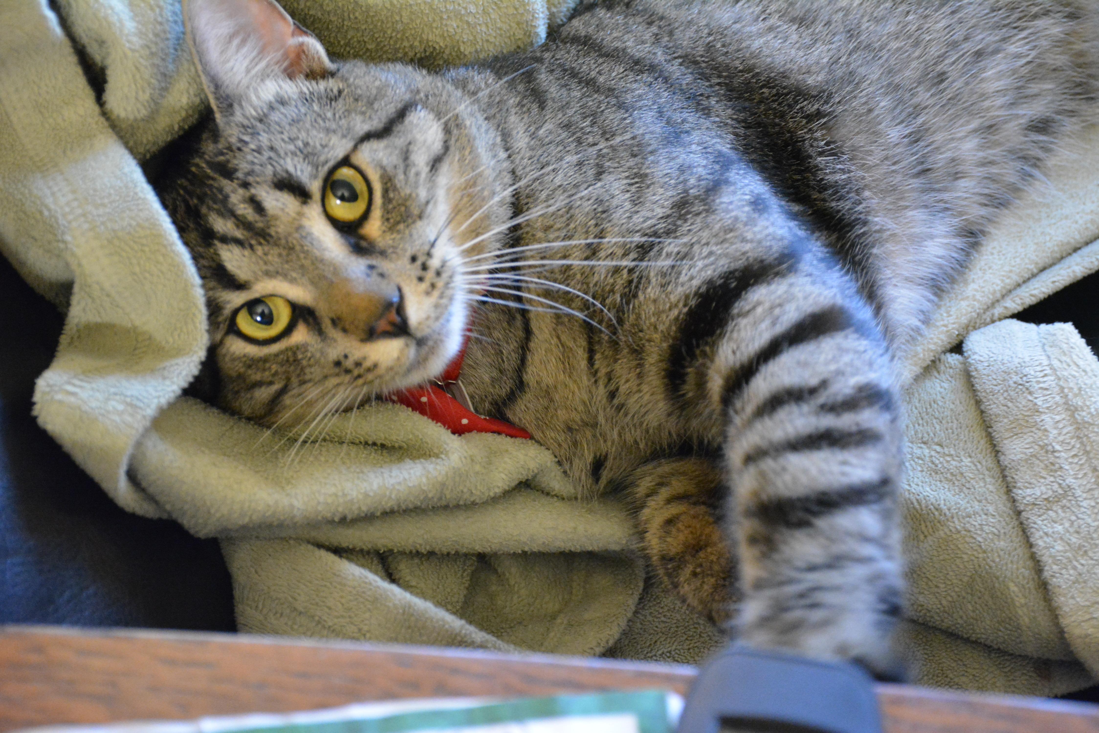 Clarence, an adoptable Domestic Short Hair in Ottawa, ON, K2H 7A3 | Photo Image 6