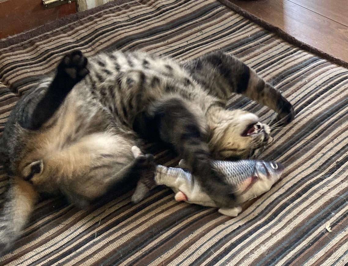 Clarence, a Adoptable Domestic Short Hair in Ottawa, ON image 6/6