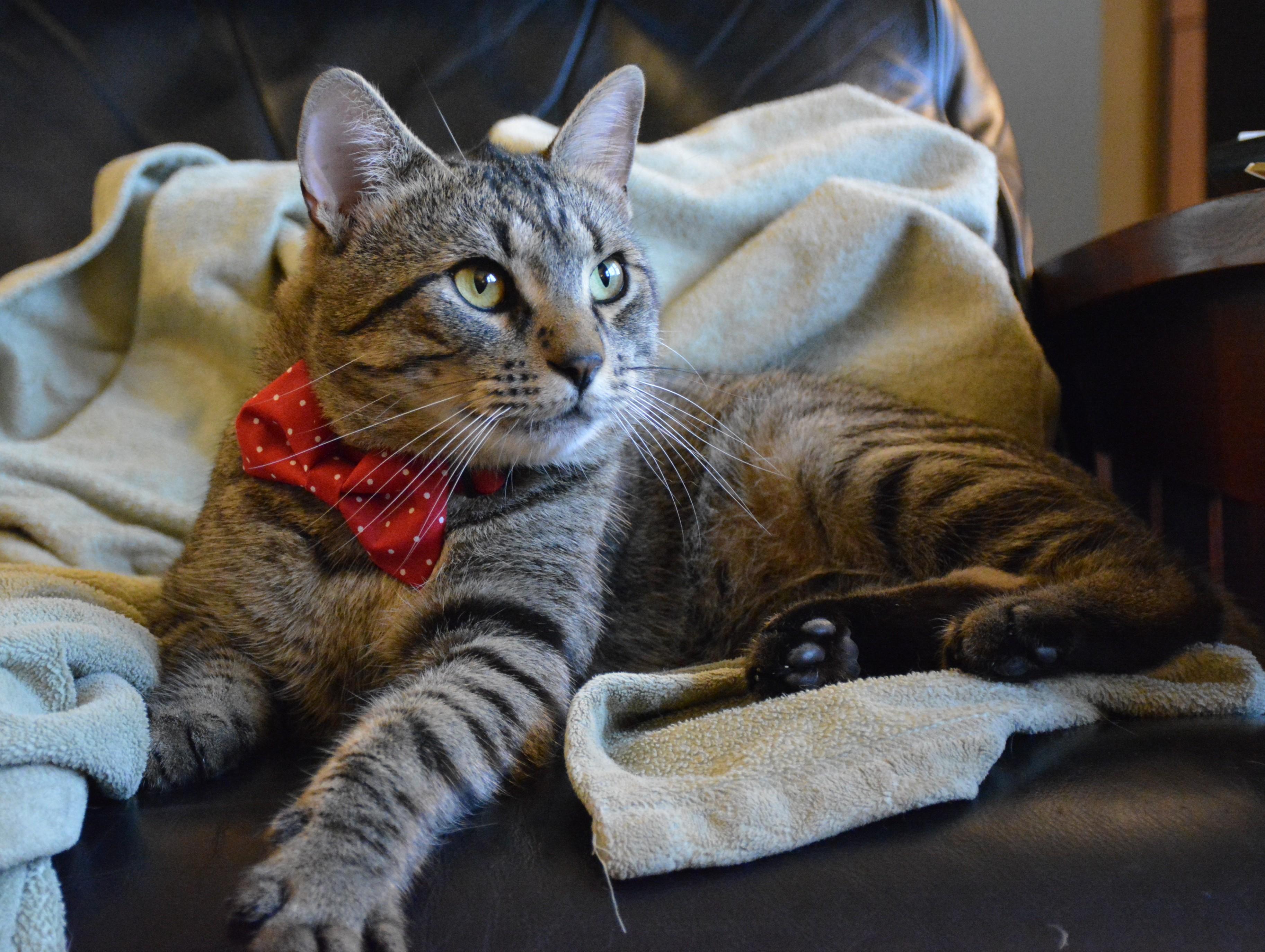 Clarence, an adoptable Domestic Short Hair in Ottawa, ON, K2H 7A3 | Photo Image 2