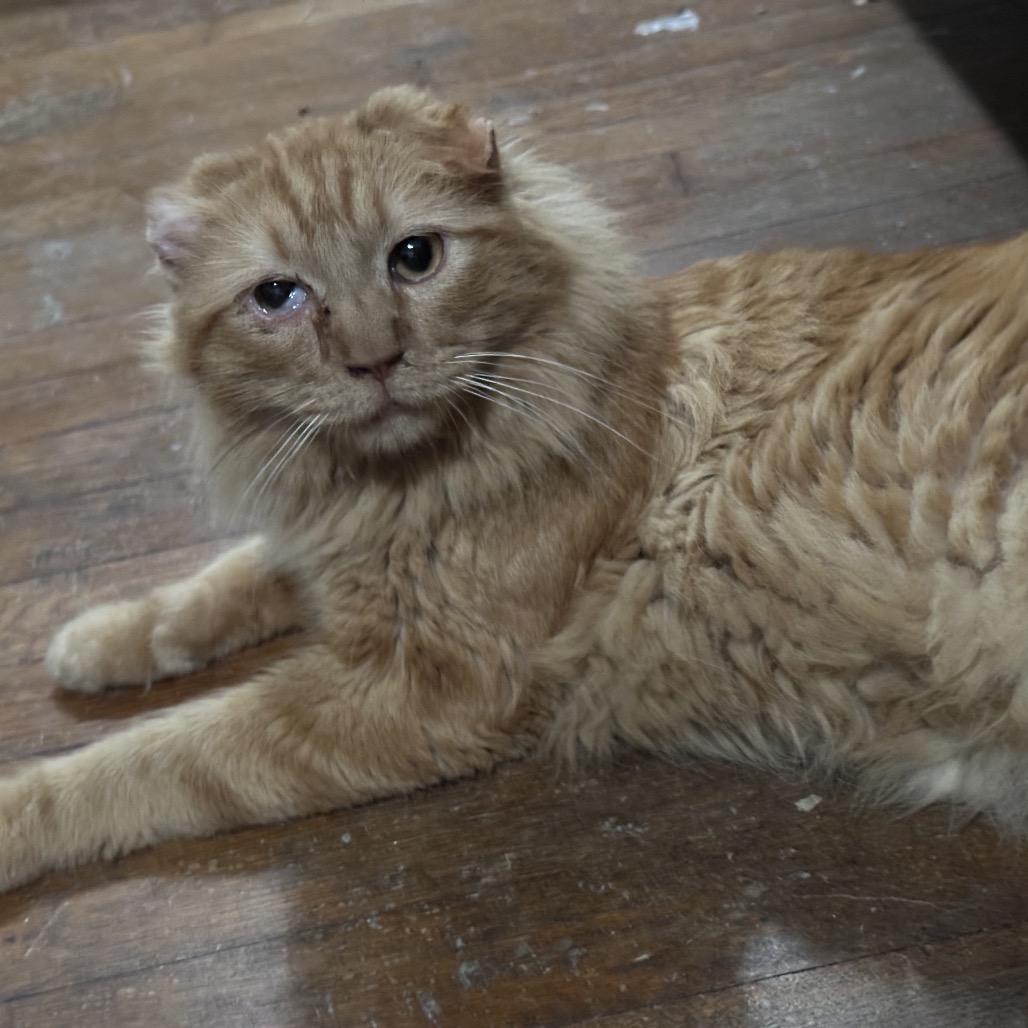 Enlarge 14 - Clarence, a Adoptable Domestic Medium Hair in Pittsburg, KS image 2/3