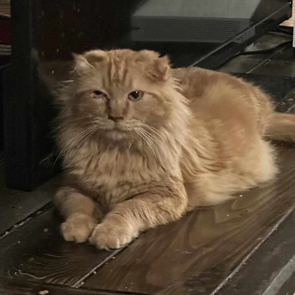 Enlarge 14 - Clarence, a Adoptable Domestic Medium Hair in Pittsburg, KS image 3/3