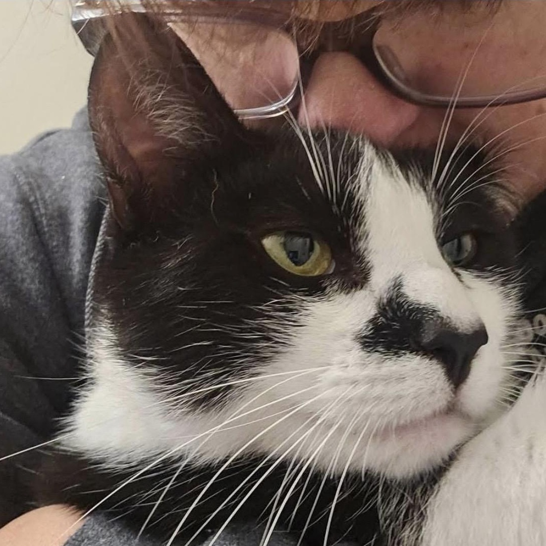 Enlarge Atticus, a ADOPTABLE mixed breed in Santa Rosa, CA image 2/2