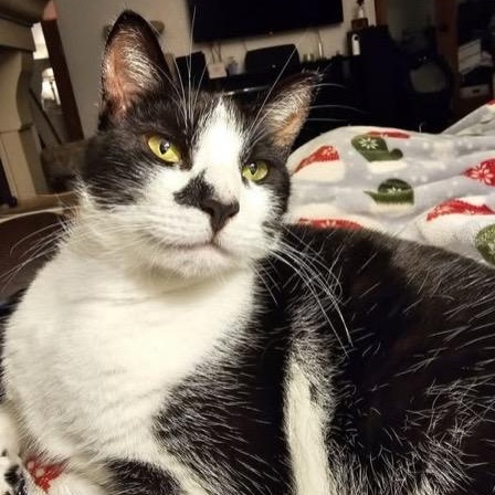 Atticus, ADOPTABLE, Adult Male Domestic Short Hair.