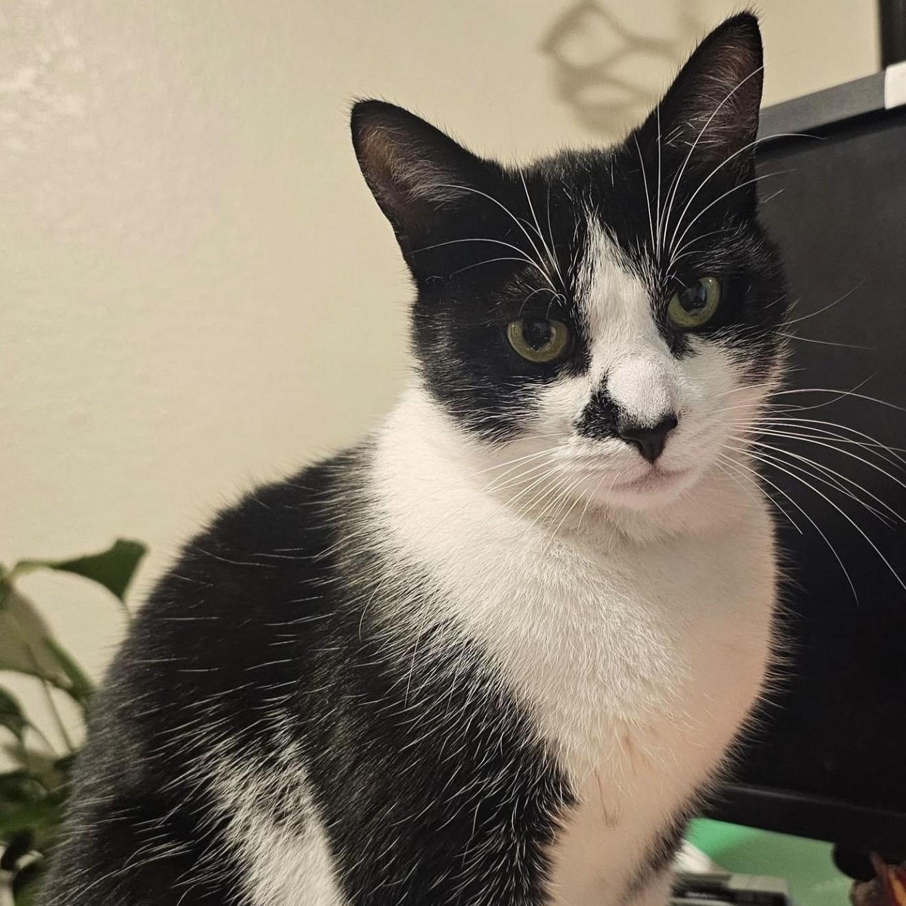 Enlarge Atticus, a ADOPTABLE mixed breed in Santa Rosa, CA image 1/2