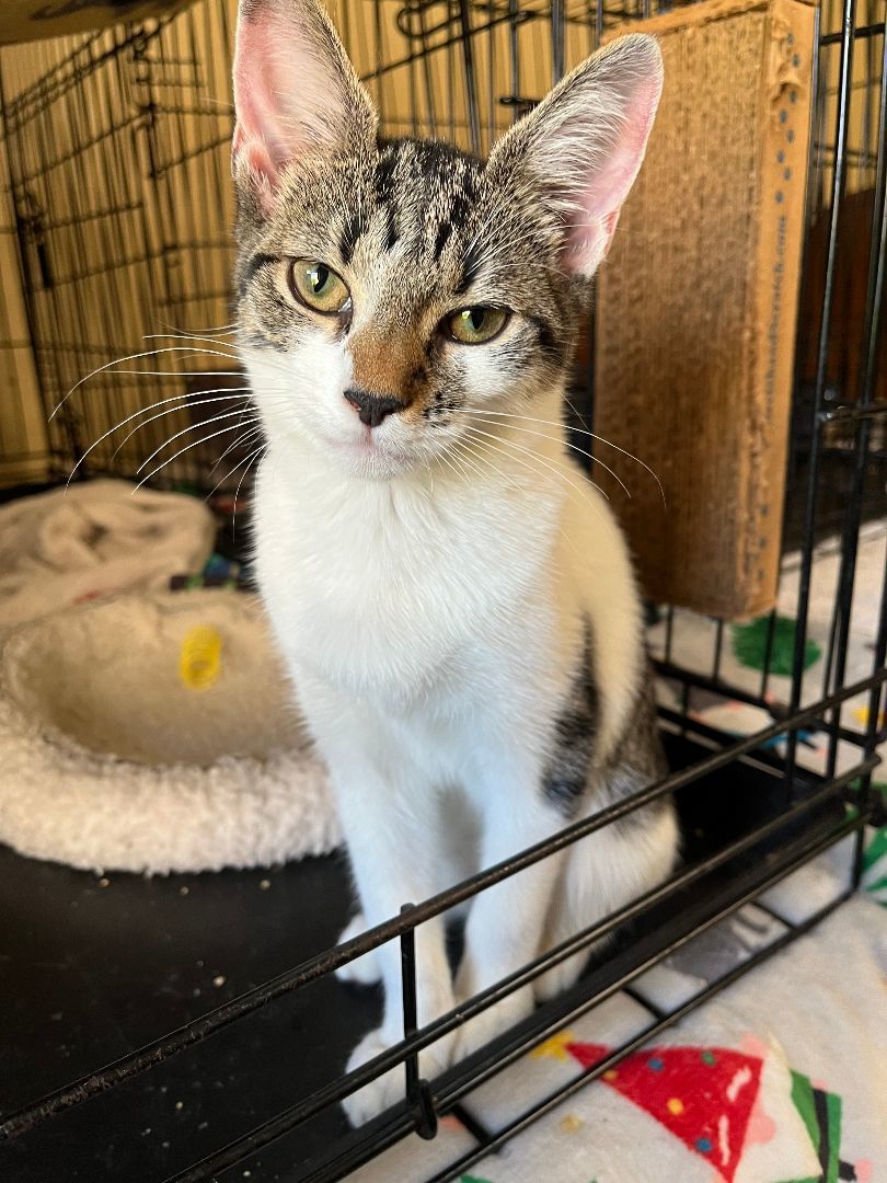 Enlarge Willow (and sister), a Adopted Domestic Short Hair in Jersey City, NJ image 1/6