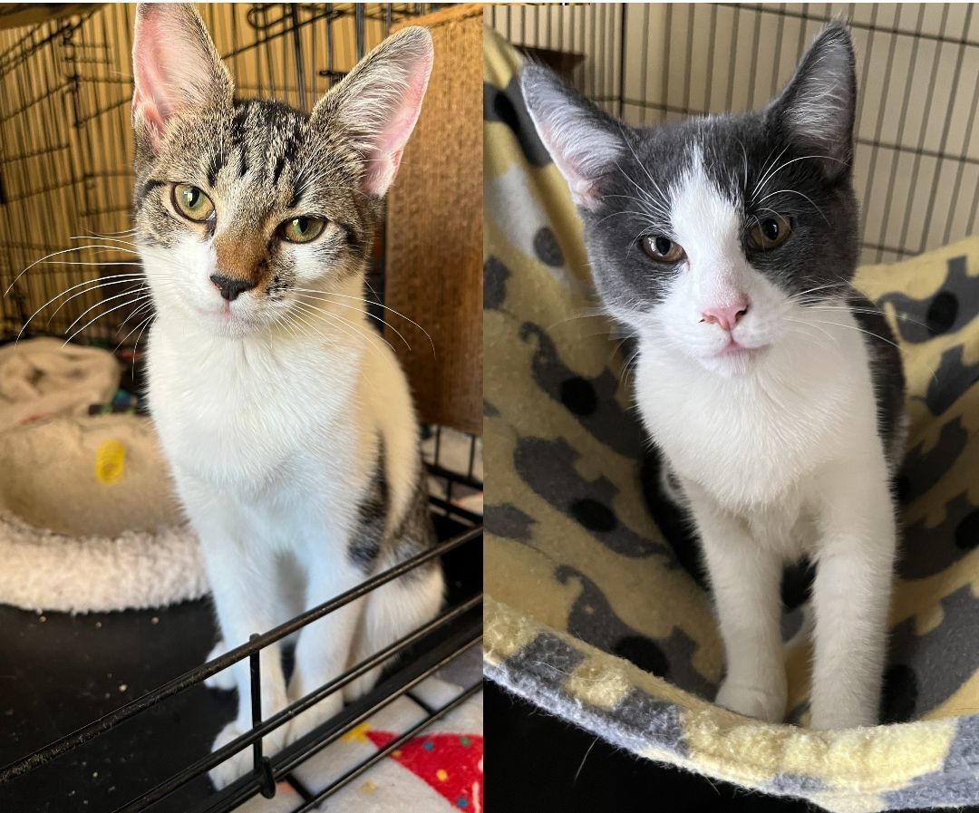 Enlarge Willow (and sister), a Adopted Domestic Short Hair in Jersey City, NJ image 2/6