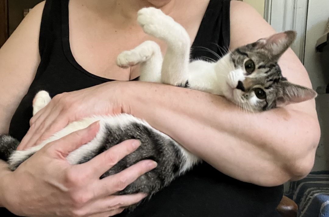 Enlarge Willow (and sister), a Adopted Domestic Short Hair in Jersey City, NJ image 3/6