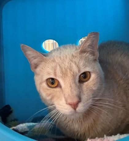 Chameleon, Adoptable, Adult Male Domestic Short Hair & Domestic Short Hair.