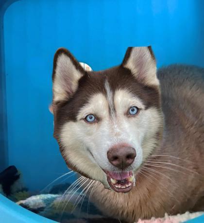 Enlarge Chameleon, a Adoptable mixed breed in New Hope, PA image 2/3