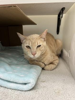 Enlarge Chameleon, a Adoptable mixed breed in New Hope, PA image 3/3