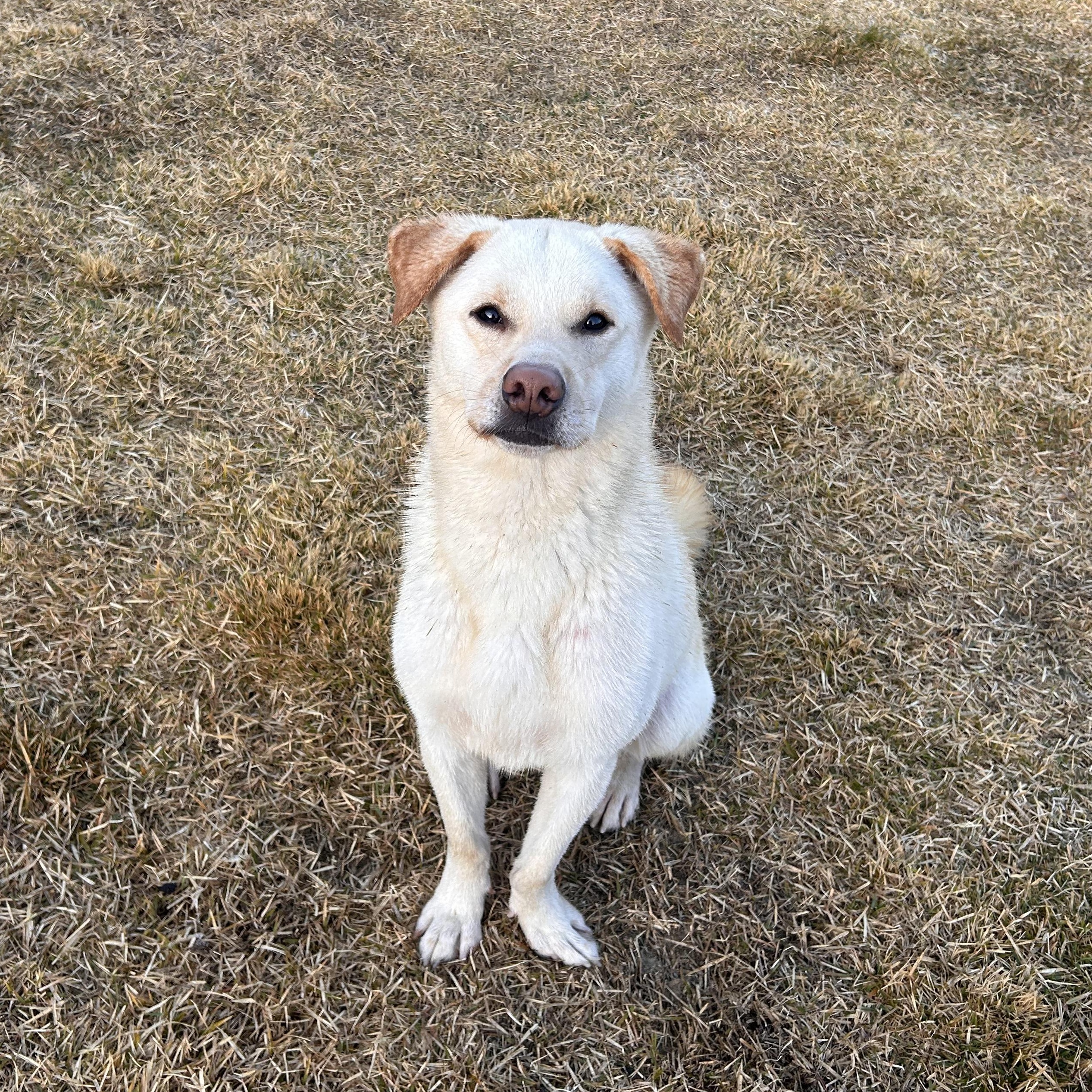 Enlarge Cliff, a Adoptable mixed breed in Astoria, NY image 1/6
