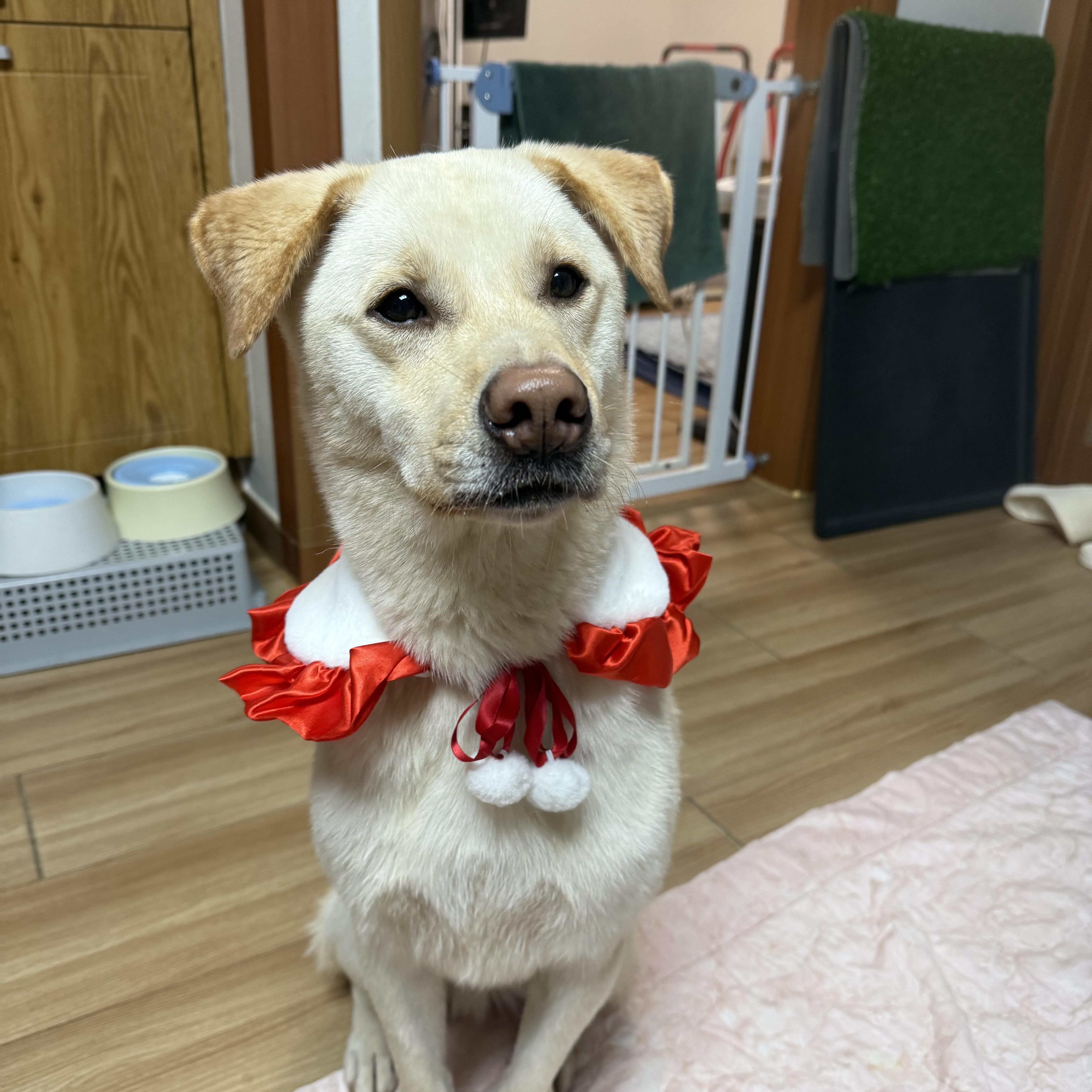 Enlarge Cliff, a Adoptable mixed breed in Astoria, NY image 4/6