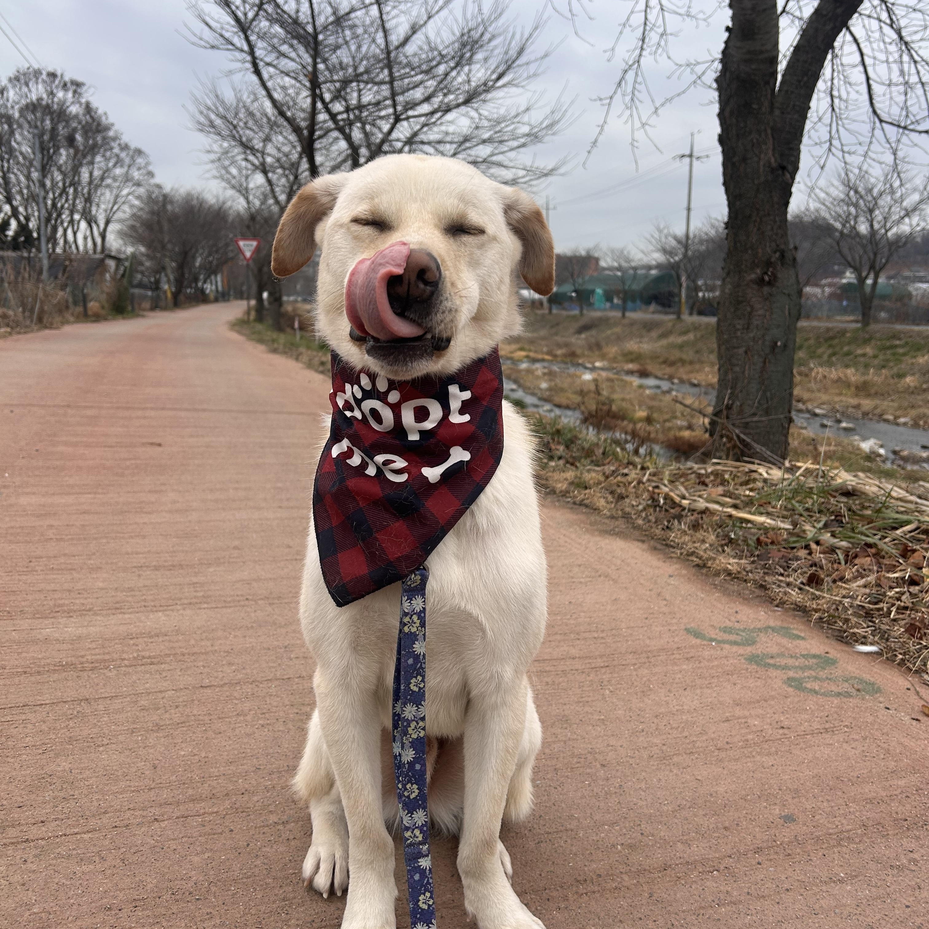 Enlarge Cliff, a Adoptable mixed breed in Astoria, NY image 3/6