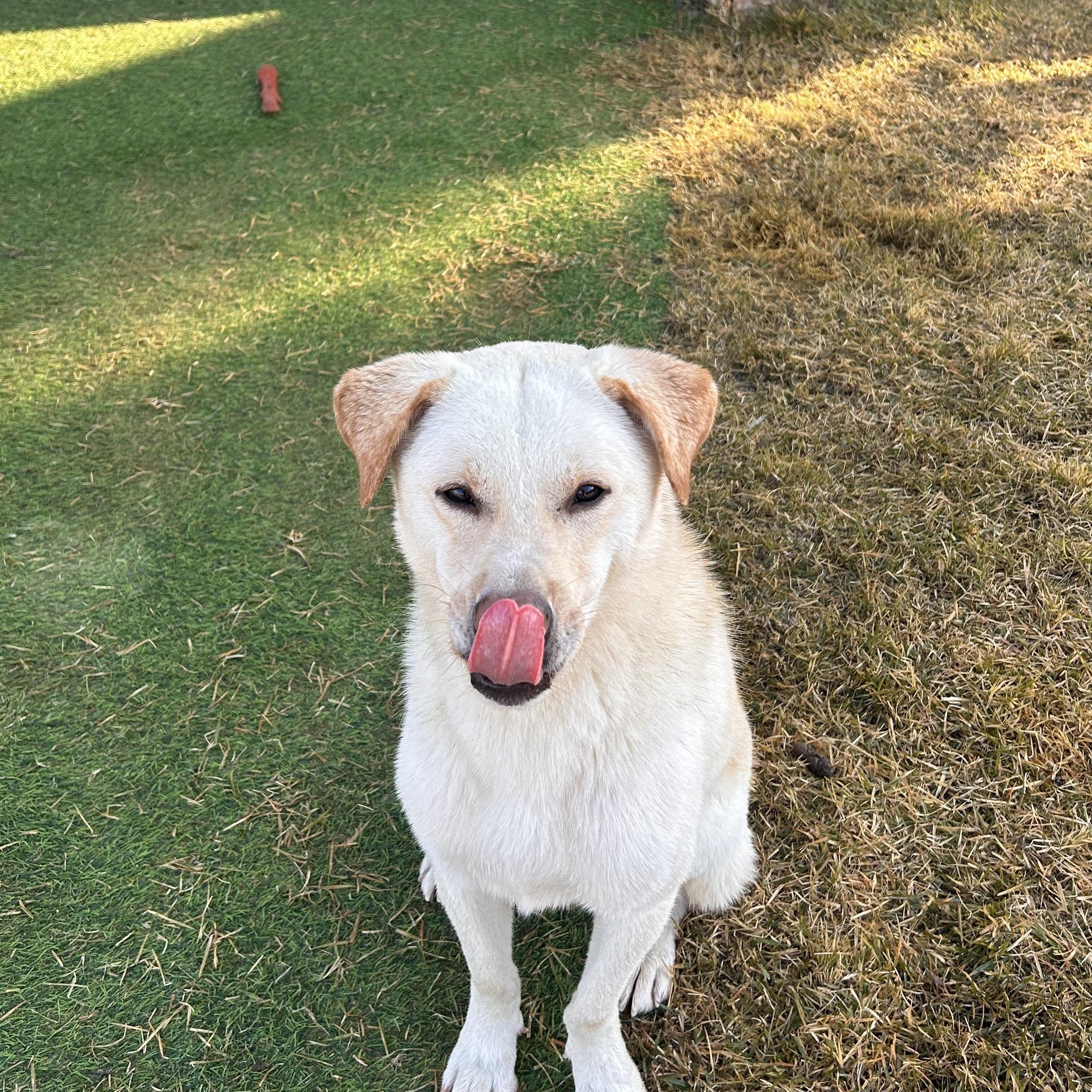 Enlarge Cliff, a Adoptable mixed breed in Astoria, NY image 6/6