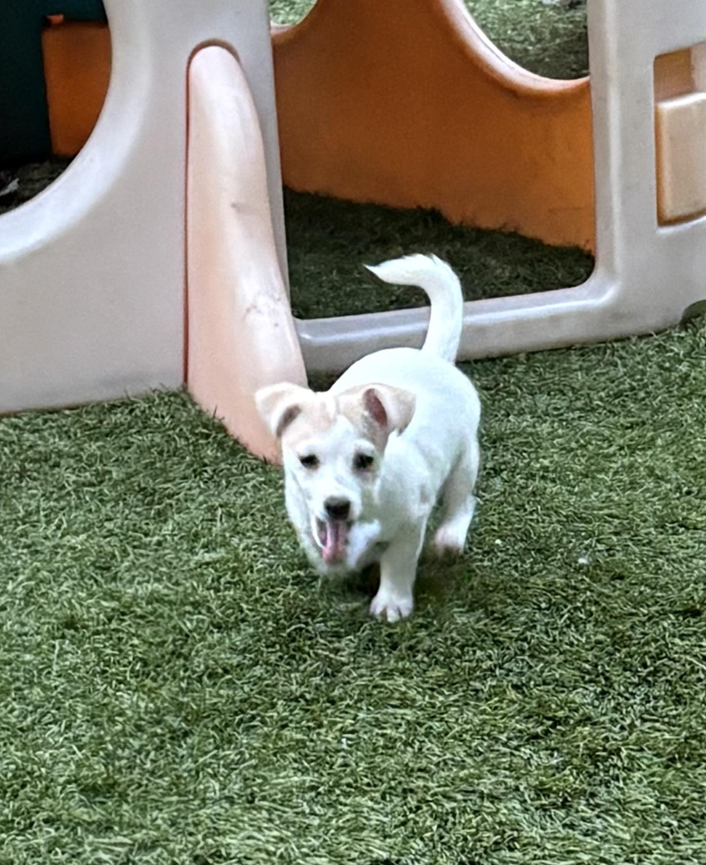 Enlarge Snowflake, a ADOPTABLE mixed breed in Concord, CA image 4/4