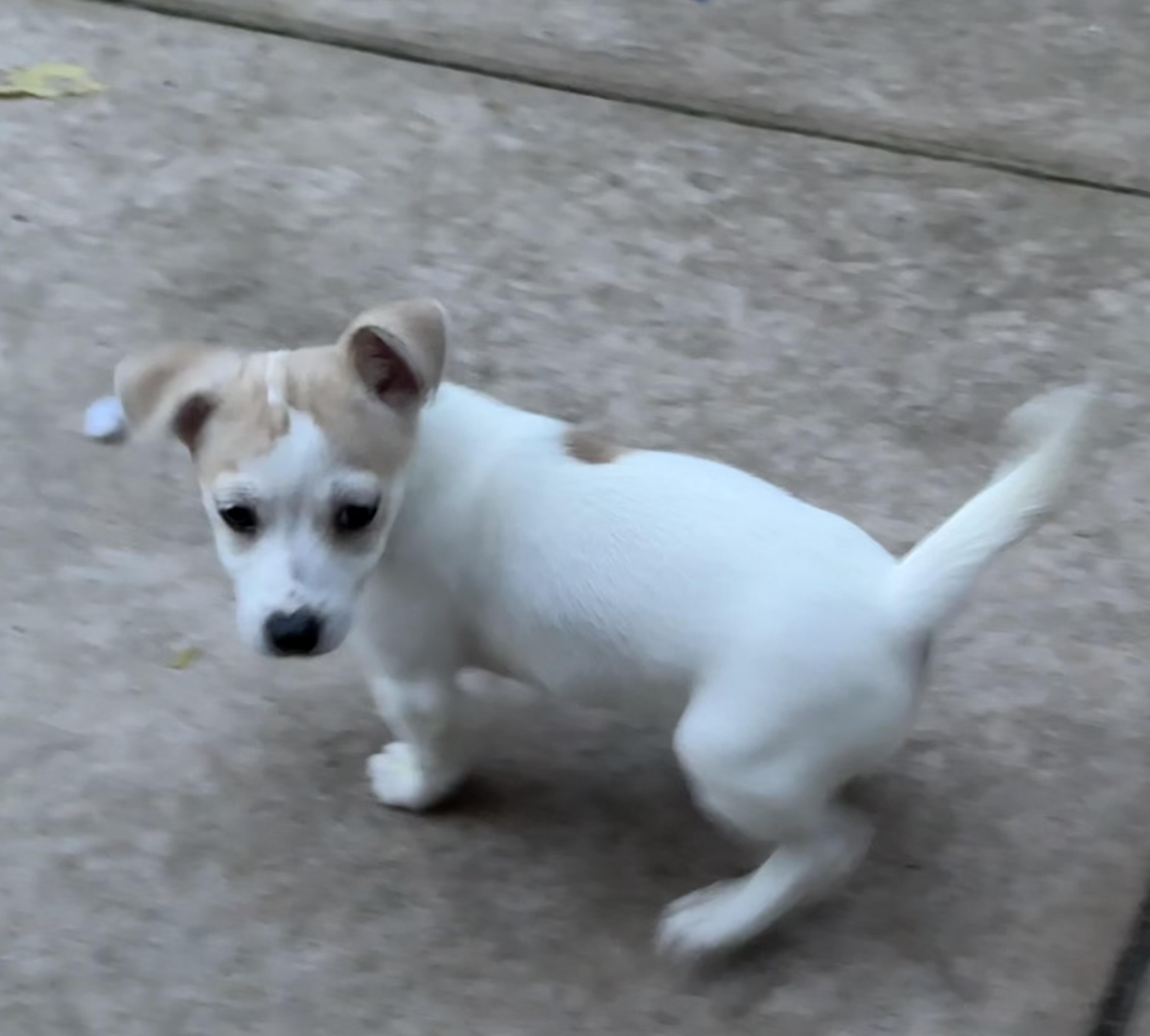 Enlarge Snowflake, a ADOPTABLE mixed breed in Concord, CA image 2/4