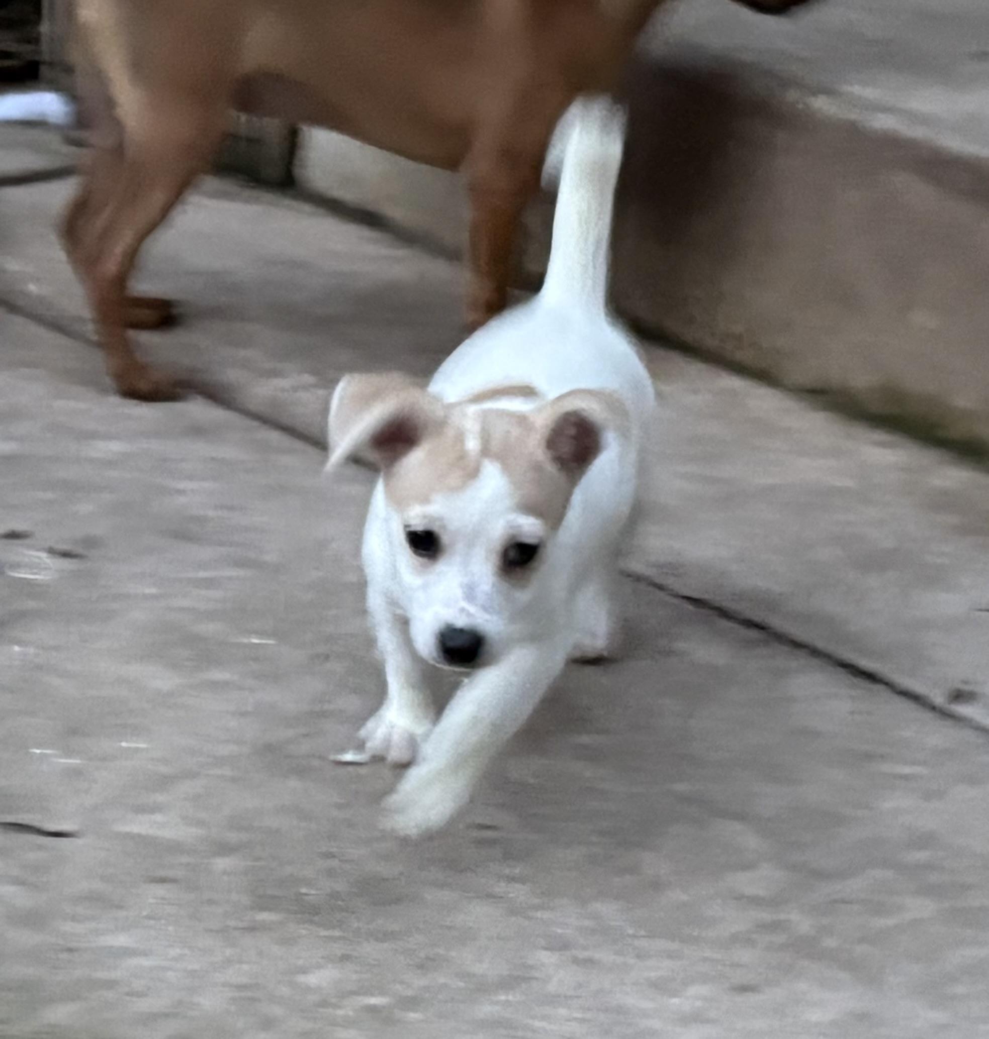 Snowflake, ADOPTABLE, Puppy Male Jack Russell Terrier.