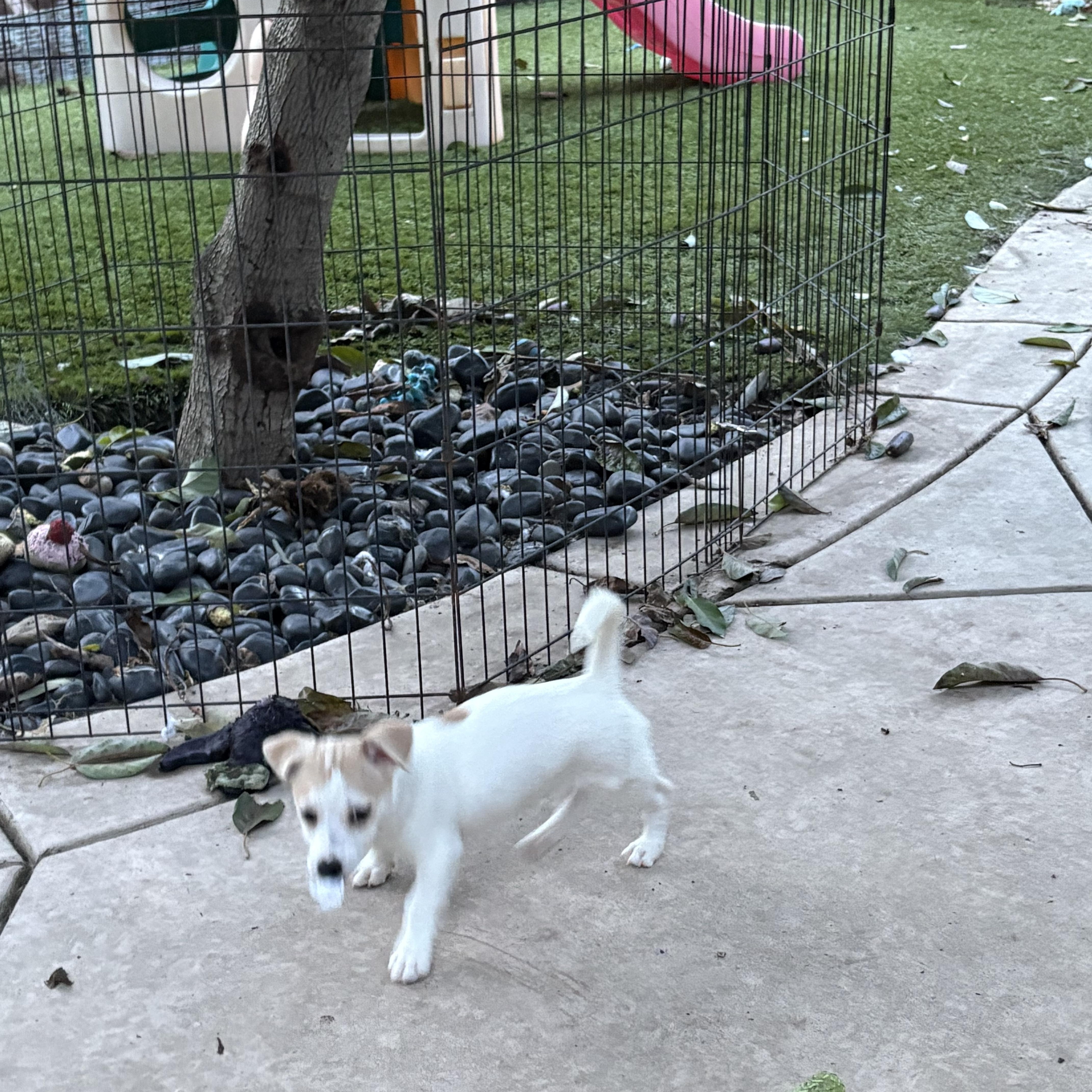 Enlarge Snowflake, a ADOPTABLE mixed breed in Concord, CA image 3/4