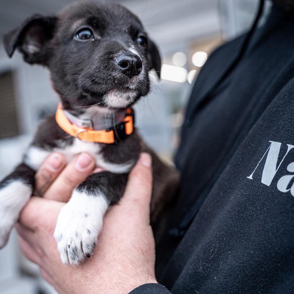 Boysenberry, Adoptable, Puppy Male Collie & Mixed Breed.
