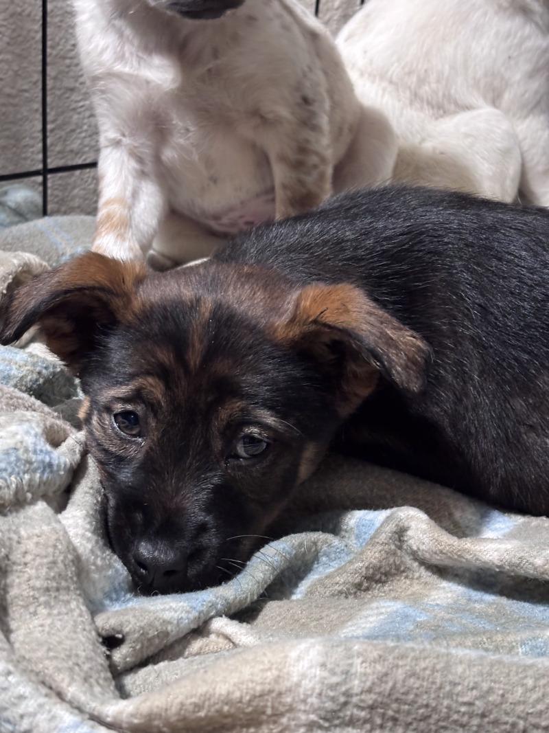 Enlarge Monroe, a Adoptable mixed breed in North Bend, WA image 1/4