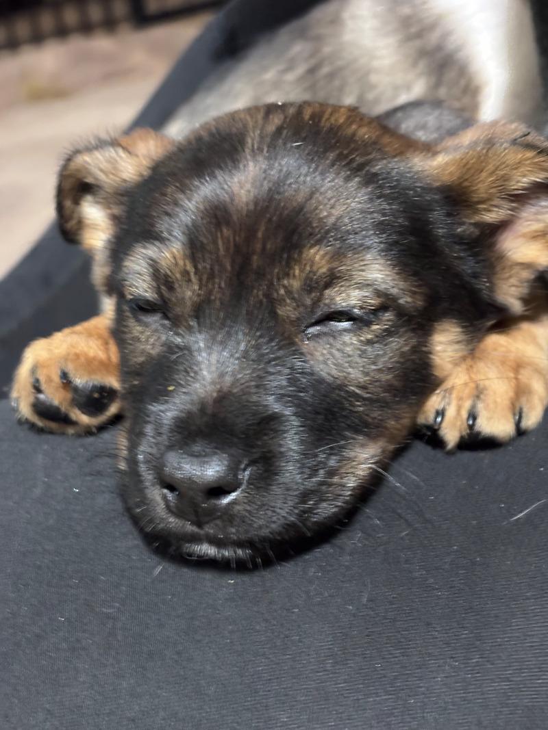 Enlarge Monroe, a Adoptable mixed breed in North Bend, WA image 2/4