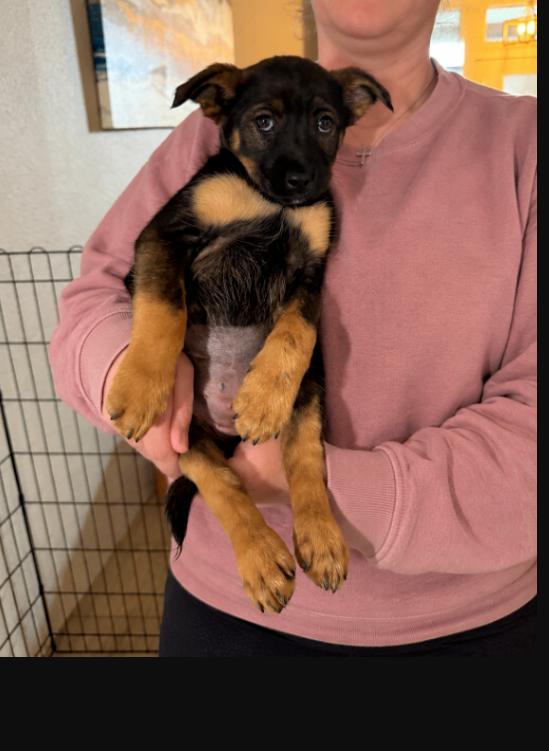 Enlarge Monroe, a Adoptable mixed breed in North Bend, WA image 3/4