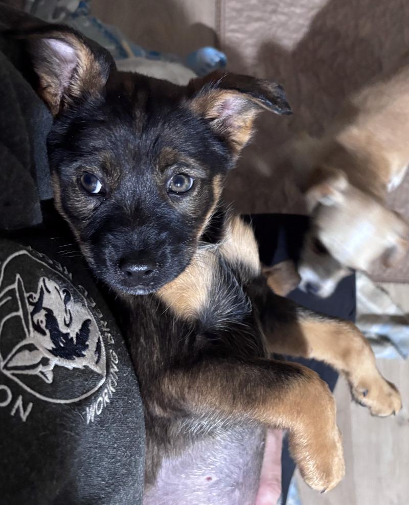 Enlarge Monroe, a Adoptable mixed breed in North Bend, WA image 4/4