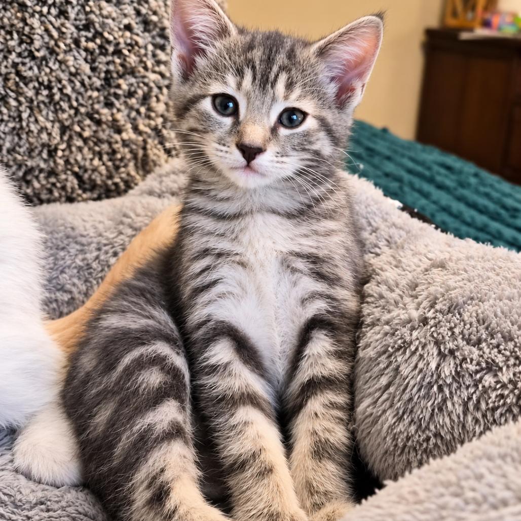 Winston, Adoptable, Kitten Female Domestic Short Hair.