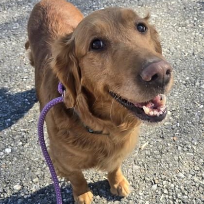 Enlarge Tulip, an adopted Golden Retriever in Lancaster, PA image 2/3