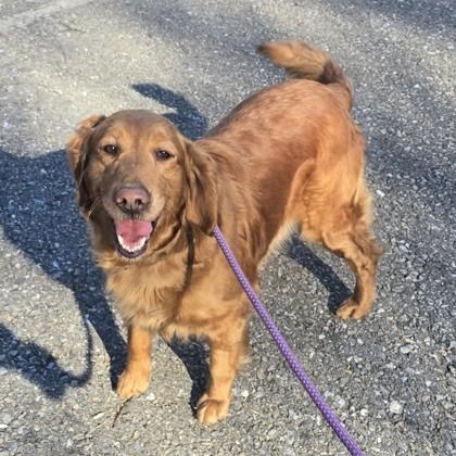 Enlarge Tulip, an adopted Golden Retriever in Lancaster, PA image 3/3