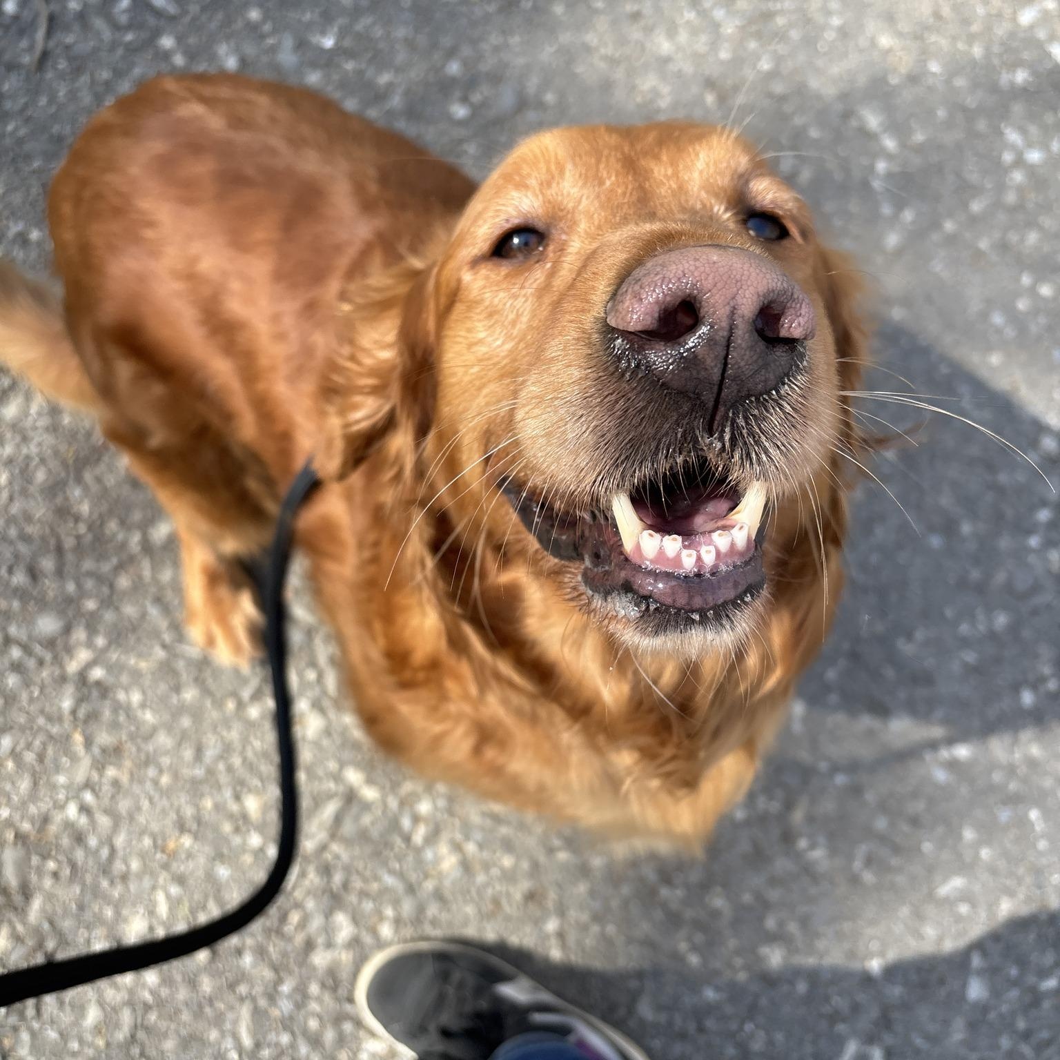 Tulip, adopted, Adult Female Golden Retriever.