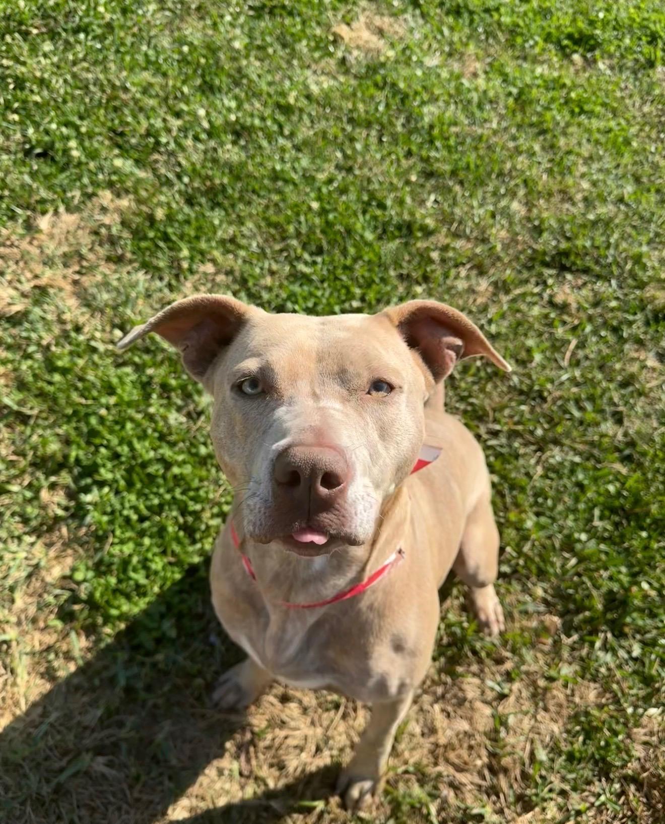 Enlarge Baby Girl, a ADOPTABLE mixed breed in Metairie, LA image 2/6