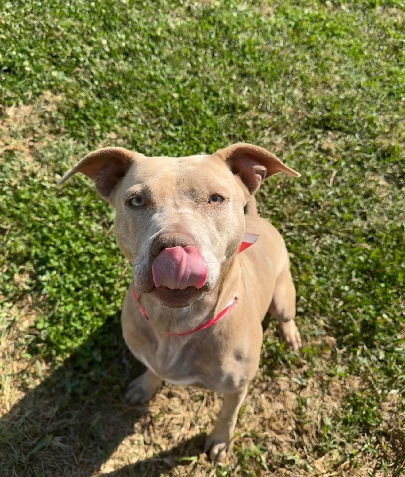 Enlarge Baby Girl, a ADOPTABLE mixed breed in Metairie, LA image 5/6
