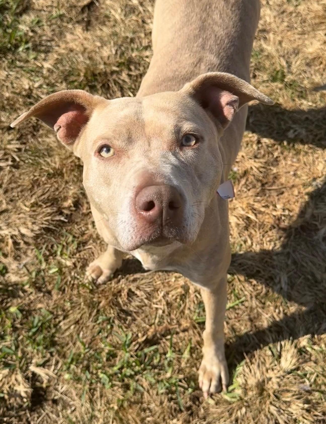 Enlarge Baby Girl, a ADOPTABLE mixed breed in Metairie, LA image 3/6