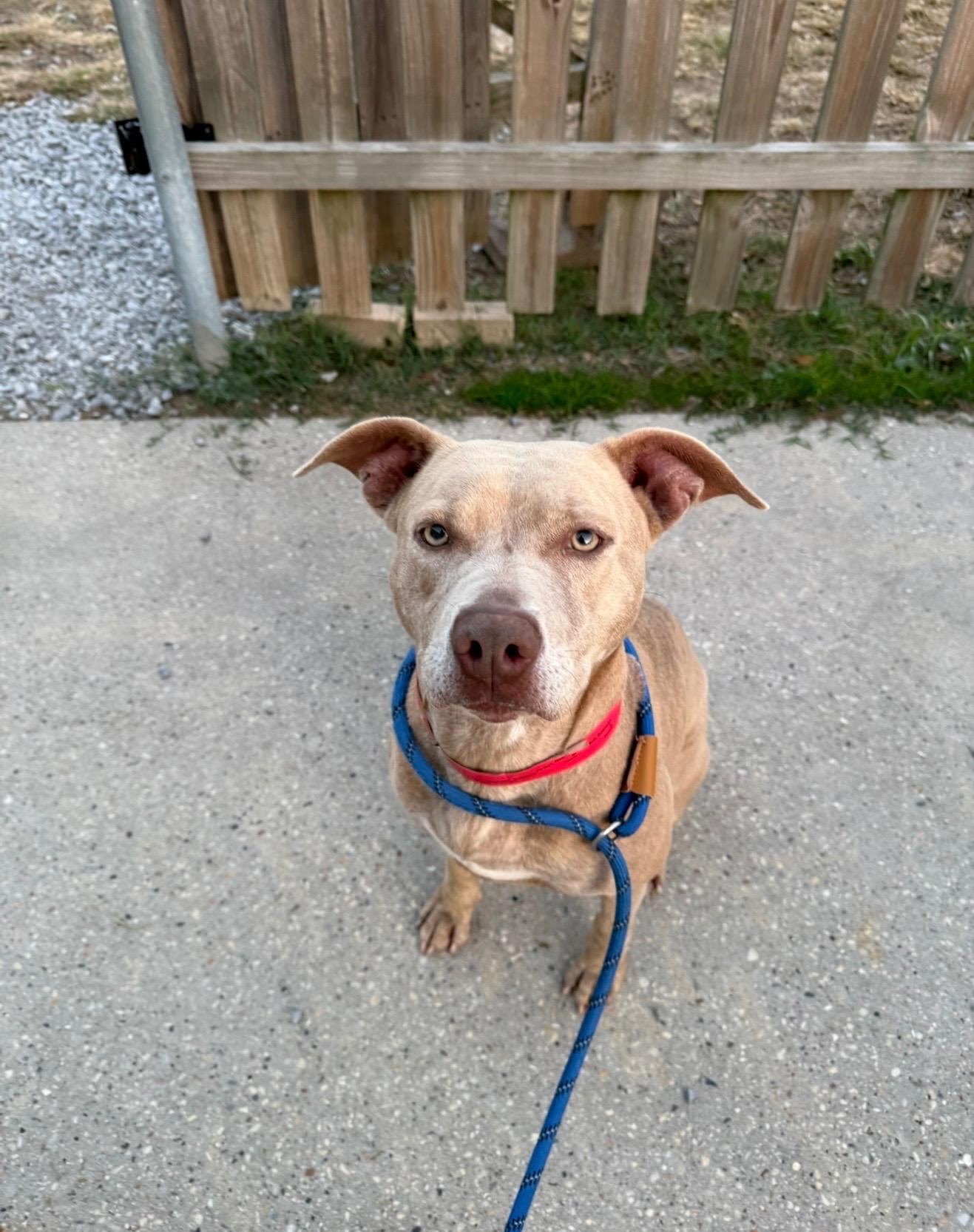 Enlarge Baby Girl, a ADOPTABLE mixed breed in Metairie, LA image 6/6