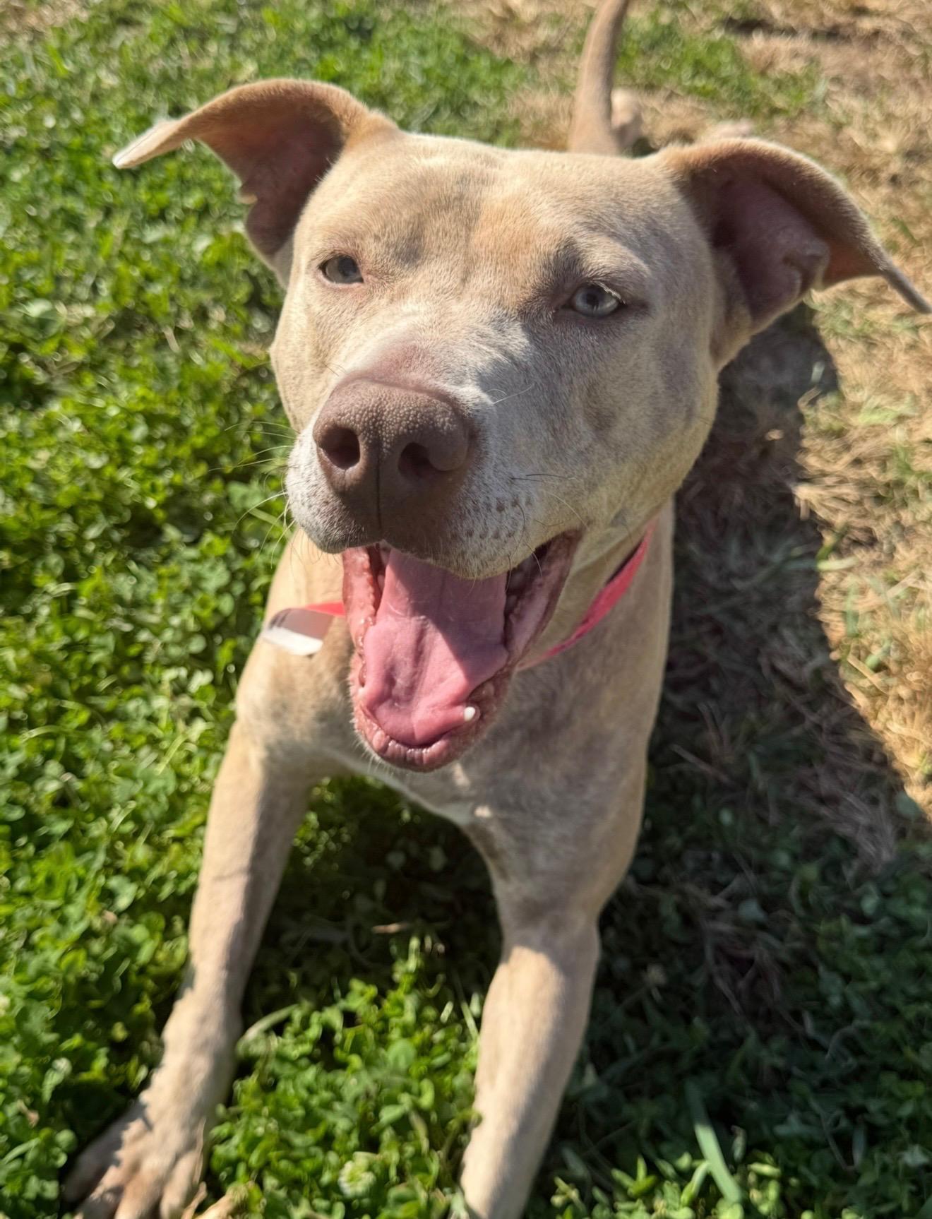 Enlarge Baby Girl, a ADOPTABLE mixed breed in Metairie, LA image 4/6