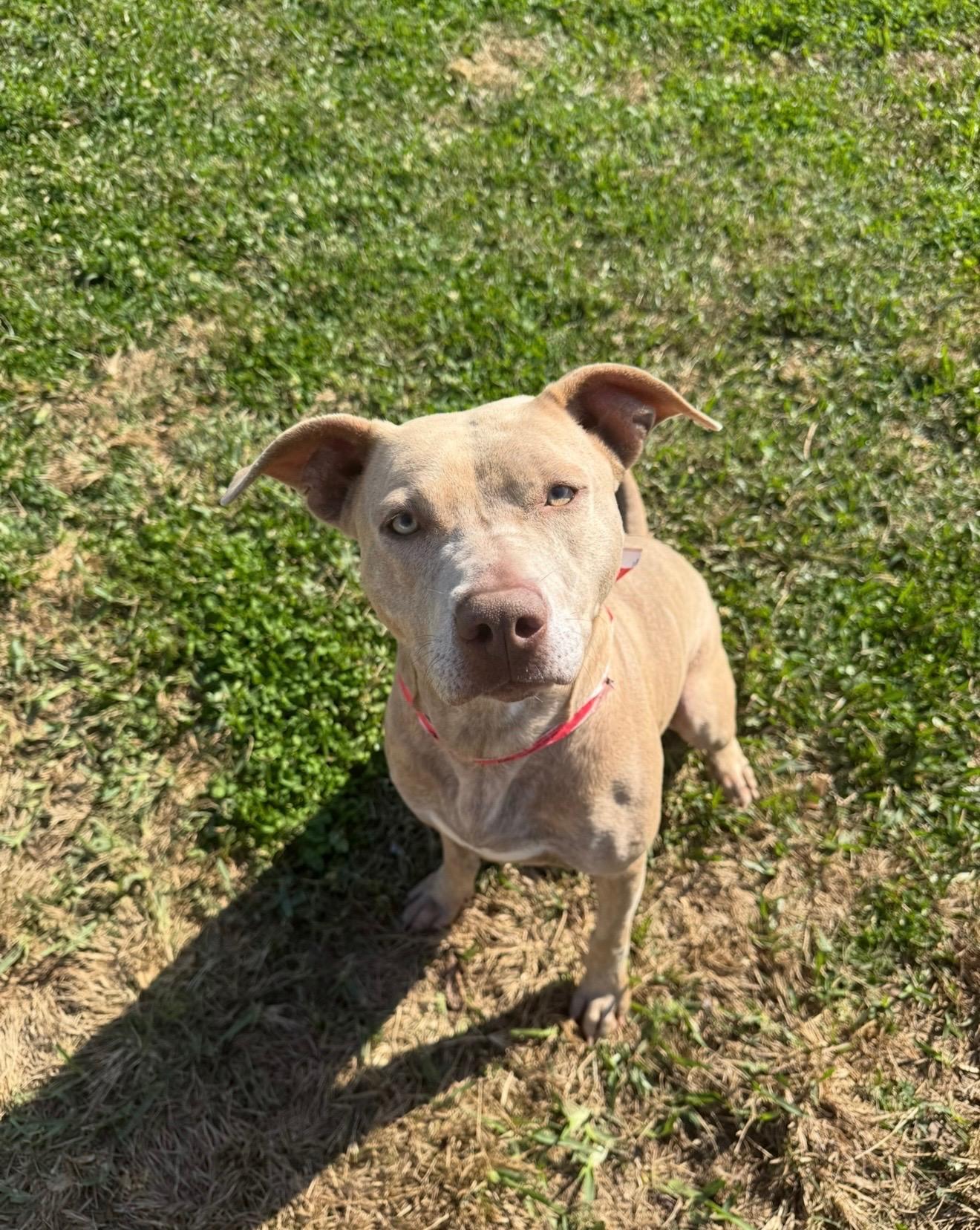 Baby Girl, ADOPTABLE, Young Female American Staffordshire Terrier.