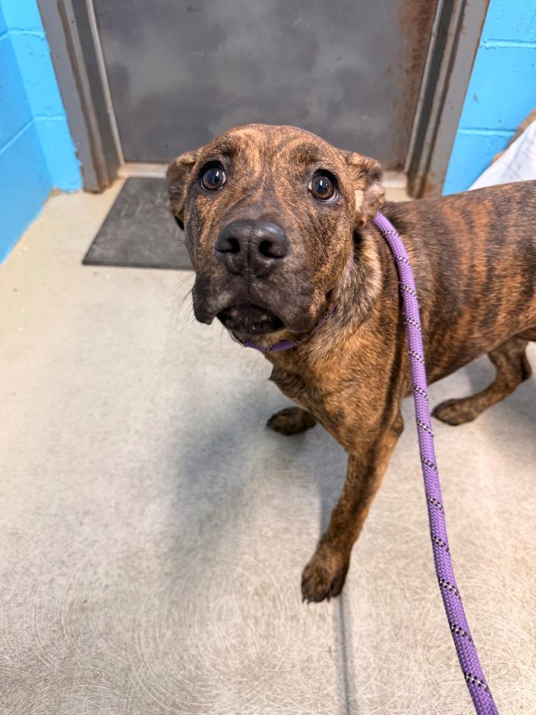 Poppy, Adoptable, Young Female Mountain Cur.