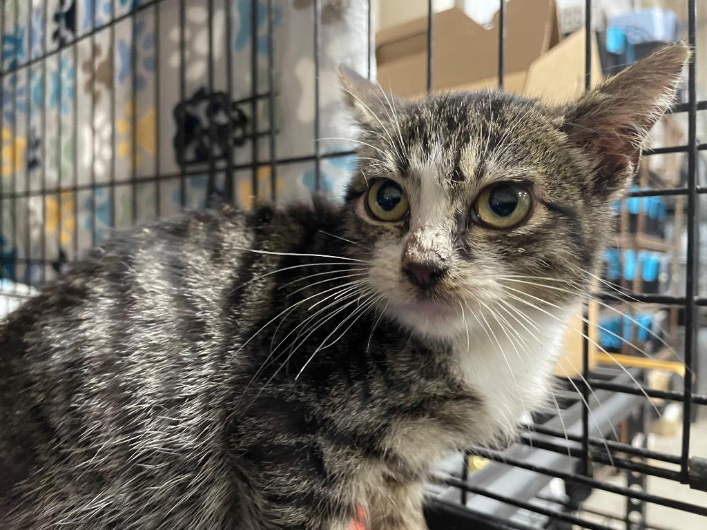 Enlarge Cupid, a Adopted mixed breed in Corpus Christi, TX image 1/1