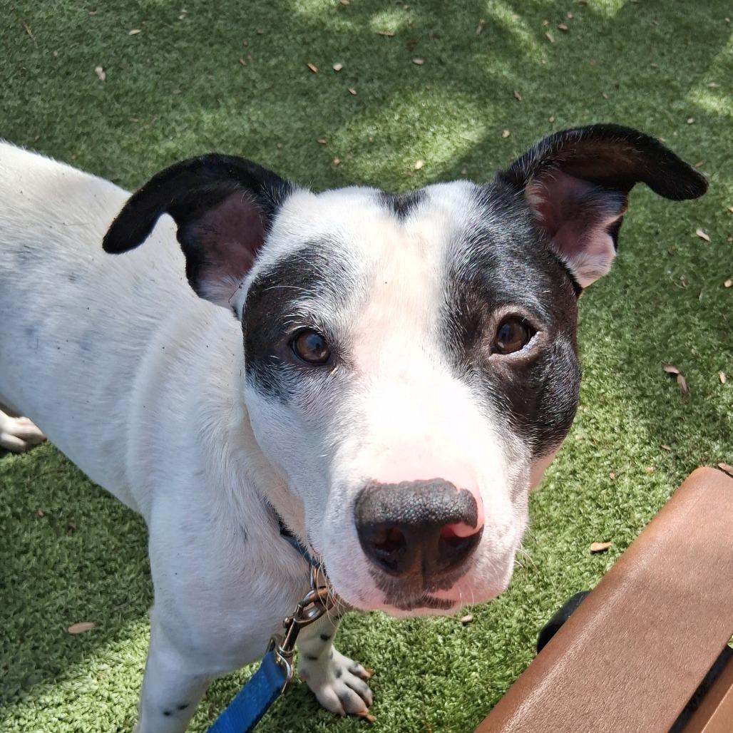 Enlarge Milky Way, a Adoptable Mixed Breed in Sarasota, FL image 1/6