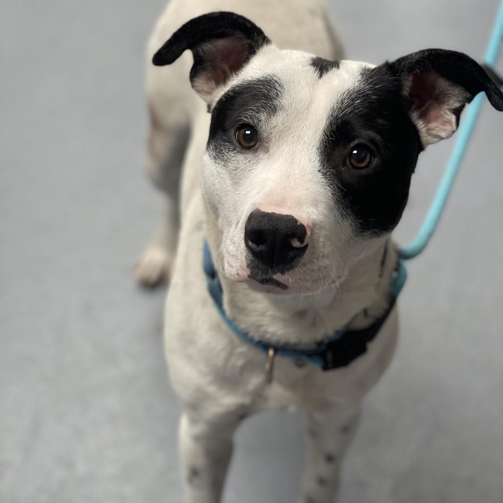 Enlarge Milky Way, a Adoptable Mixed Breed in Sarasota, FL image 2/6